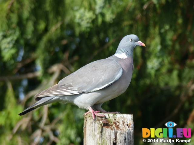 FZ005560 Pigeon on post